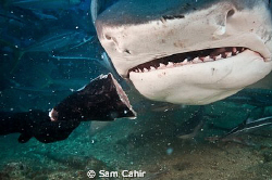 This beauty is a 14-16 foot Tiger shark being hand fed in... by Sam Cahir 